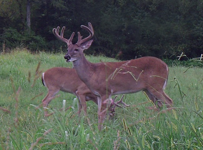 0 New Herman Road Fayetteville, TN 37334 - Photo 4 of 32 a view of a house with a yard and sitting area