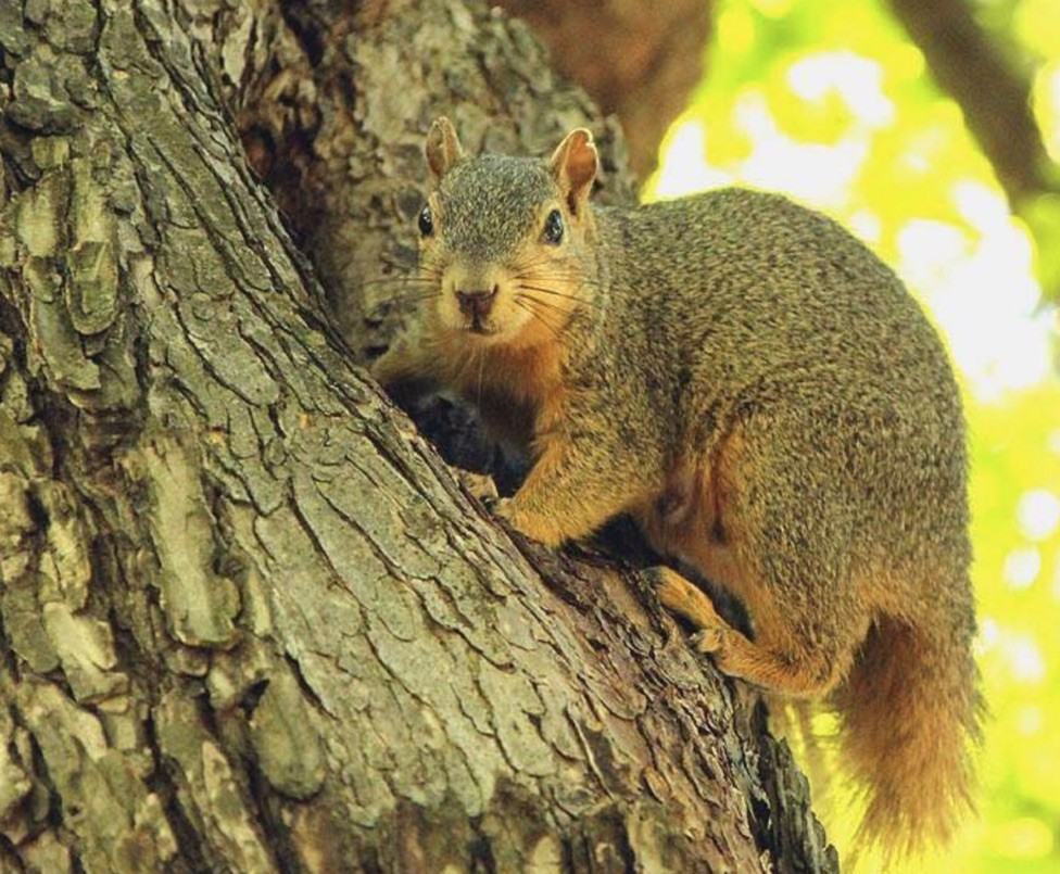 0 New Herman Road Fayetteville, TN 37334 - Photo 5 of 32 a view of a yard
