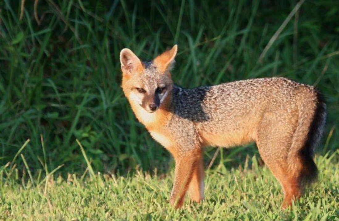 0 New Herman Road Fayetteville, TN 37334 - Photo 6 of 32 a view of plant in front of house