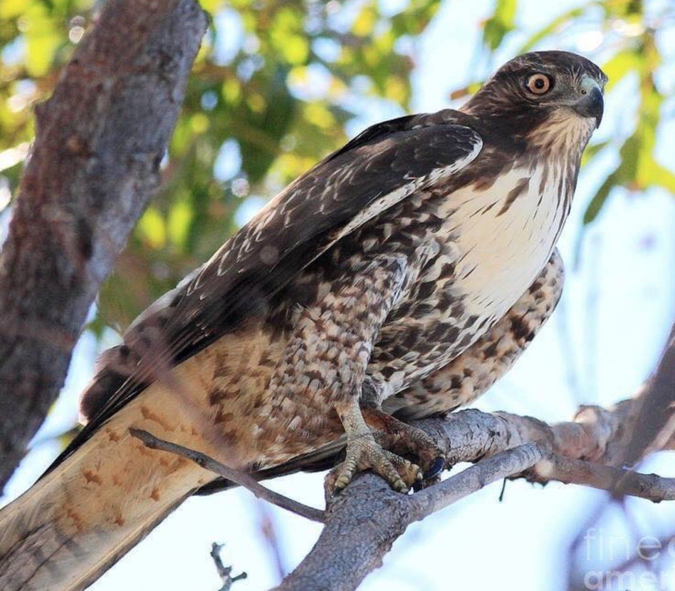 0 New Herman Road Fayetteville, TN 37334 - Photo 7 of 32 a view of a tree with wooden fence