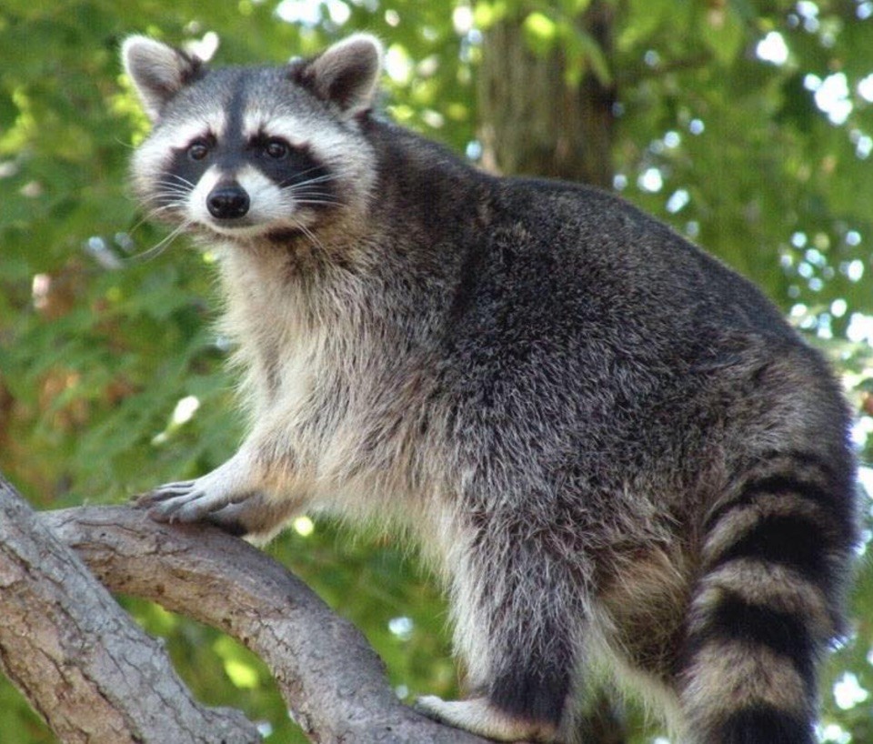 0 New Herman Road Fayetteville, TN 37334 - Photo 8 of 32 a view of a yard