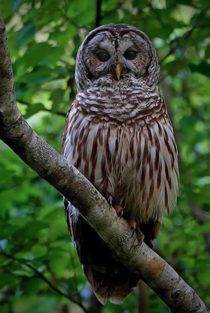 0 New Herman Road Fayetteville, TN 37334 - Photo 9 of 32 a view of a yard