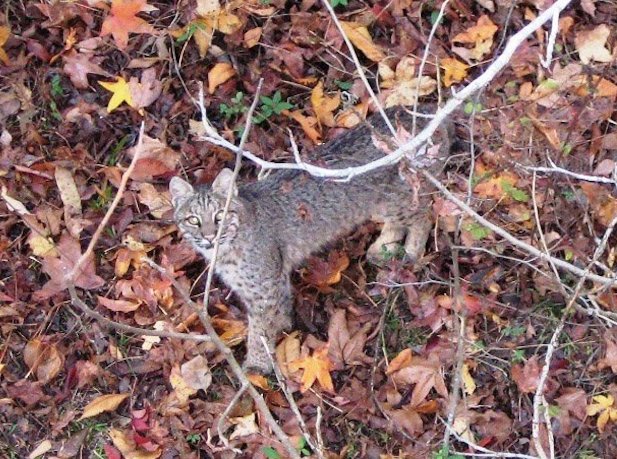 0 New Herman Road Fayetteville, TN 37334 - Photo 10 of 32 a picture of tree