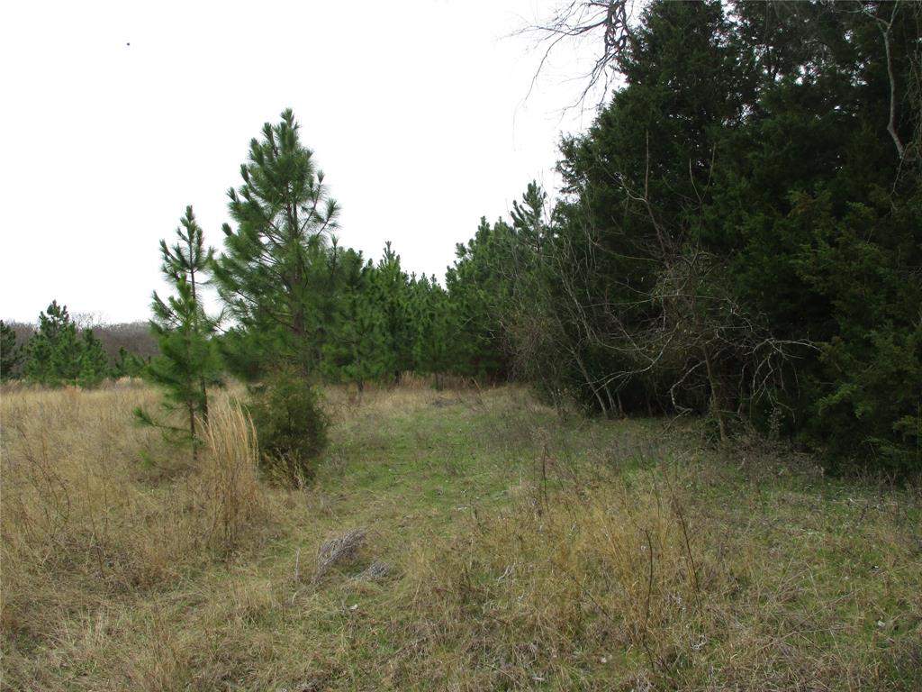 3040 County Road 3040 Emory, TX 75440 - Photo 4 of 6 View of nature