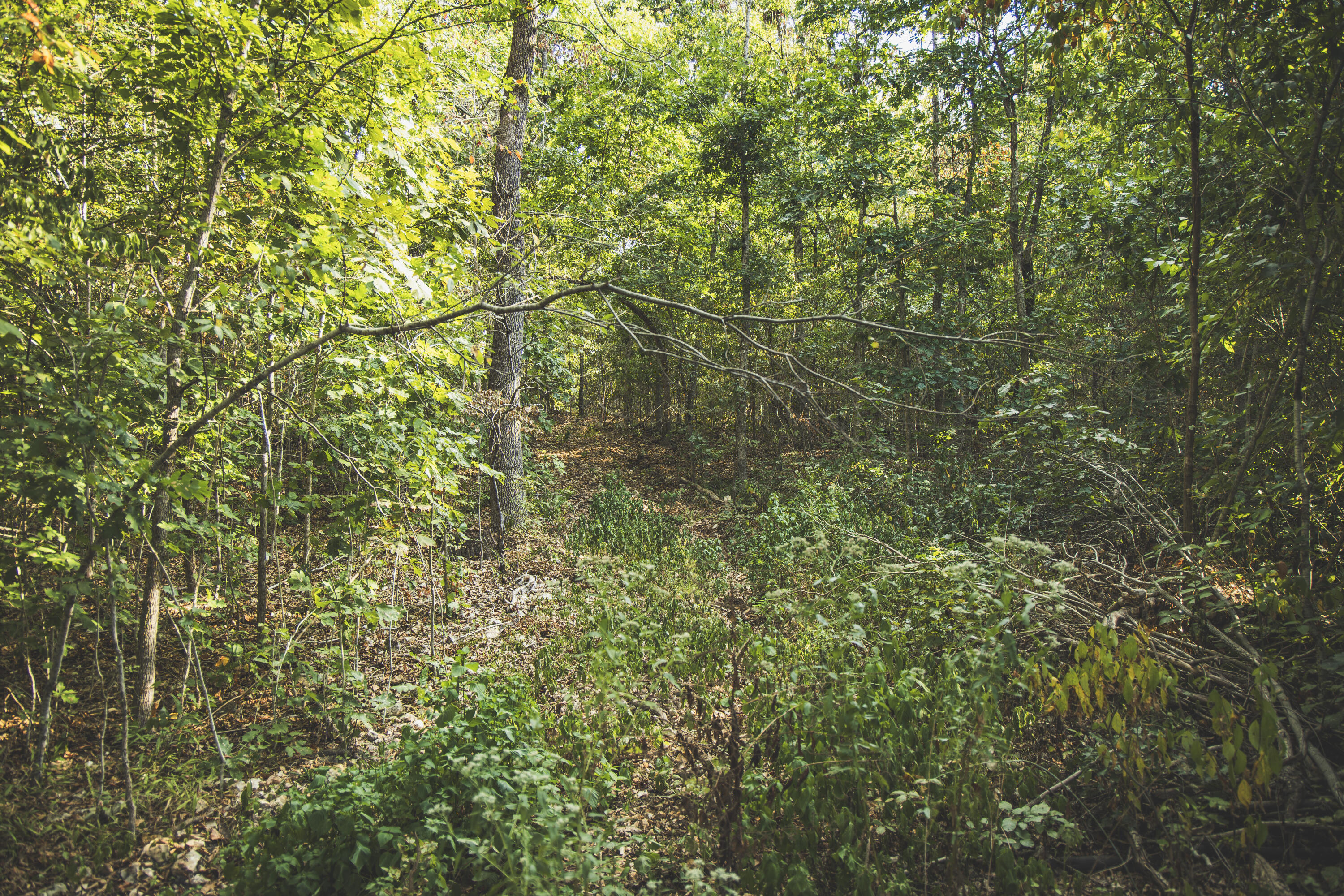 0 Boone Hollow Road Powell, MO 65730 - Photo 46 of 95 MWLG - Boone Hollow 40 - DG045