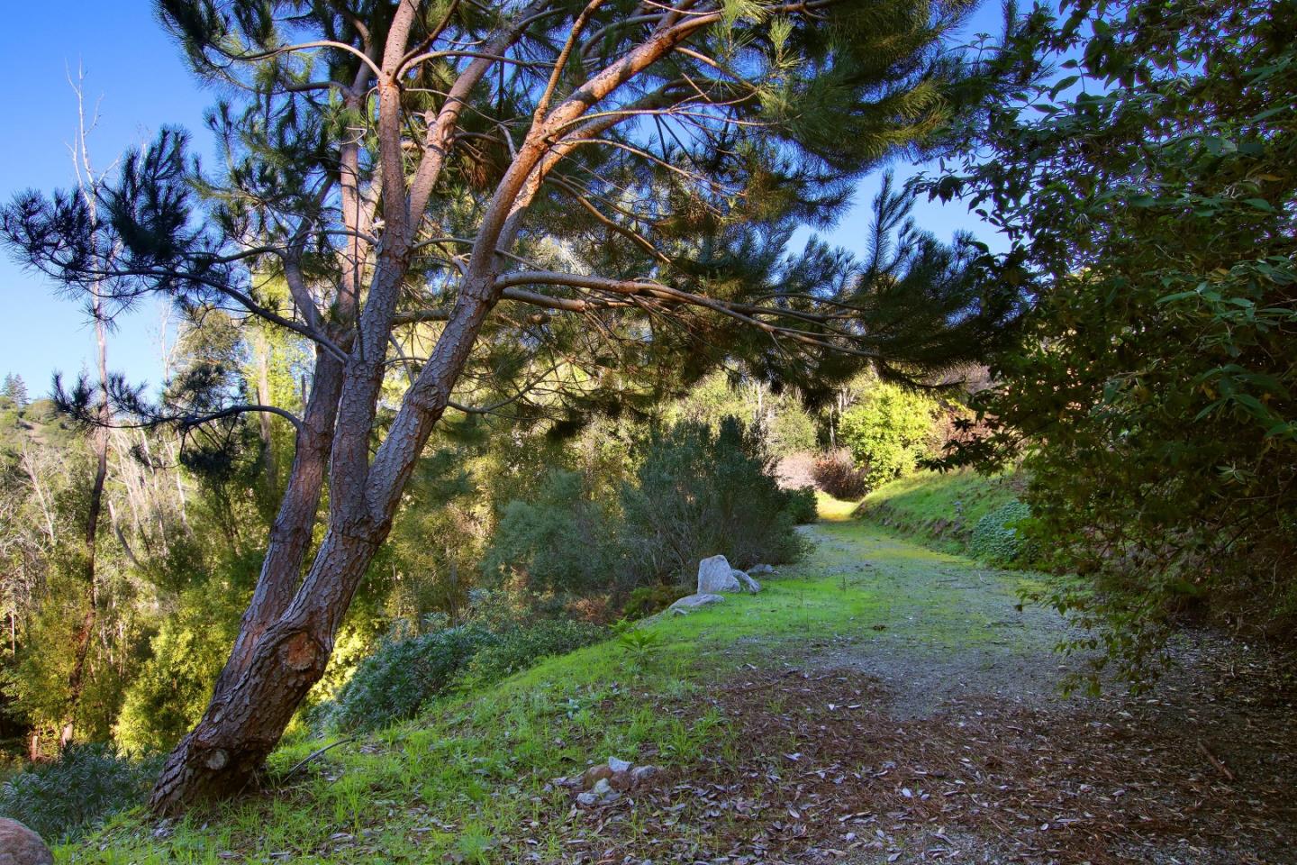 344 Los Robles Road Soquel, CA 95073 - Photo 71 of 76 a view of a tree in a yard