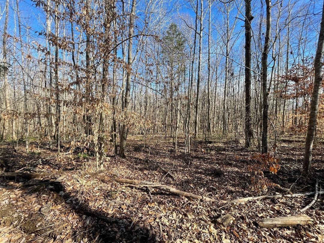 Martin Road Road Reagan, TN 38368 - Photo 15 of 20 a view of a yard with large trees