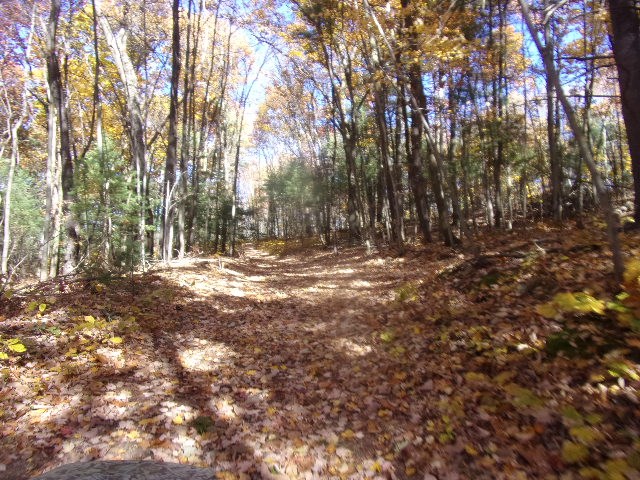 3627 B C L School Road Strattanville, PA 16258 - Photo 3 of 10 a view of outdoor space with trees