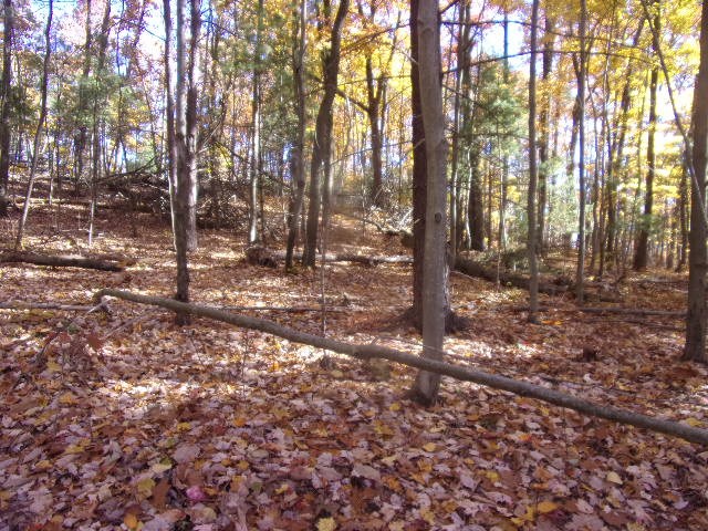 3627 B C L School Road Strattanville, PA 16258 - Photo 5 of 10 a backyard of a house with lots of green space