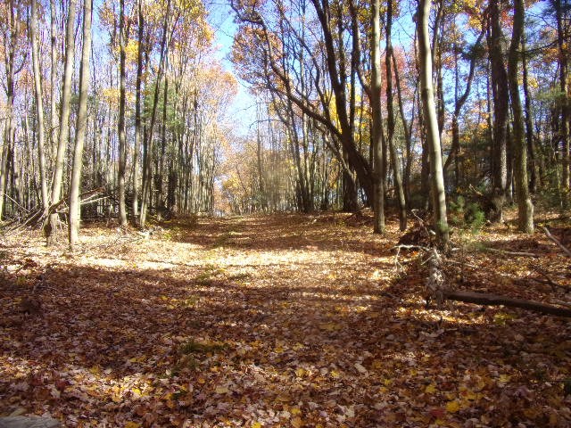 3627 B C L School Road Strattanville, PA 16258 - Photo 6 of 10 a view of outdoor space with trees