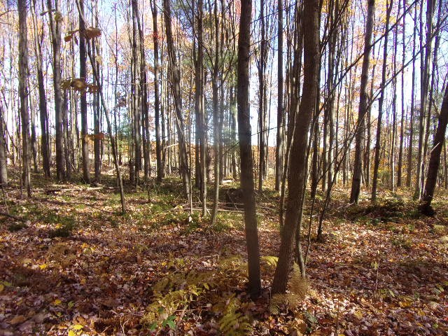 3627 B C L School Road Strattanville, PA 16258 - Photo 7 of 10 a view of outdoor space with lots of trees
