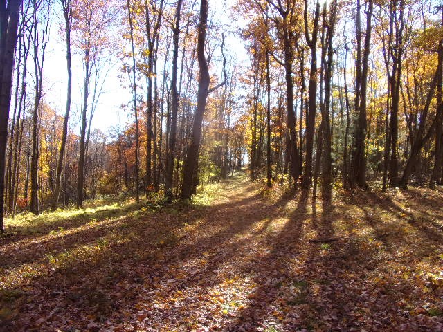 3627 B C L School Road Strattanville, PA 16258 - Photo 8 of 10 a view of outdoor space with trees