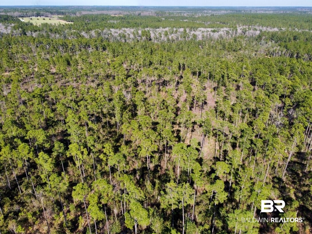 White Road Bay Minette, AL 36507 - Photo 13 of 32 Birds eye view of property with a view of trees