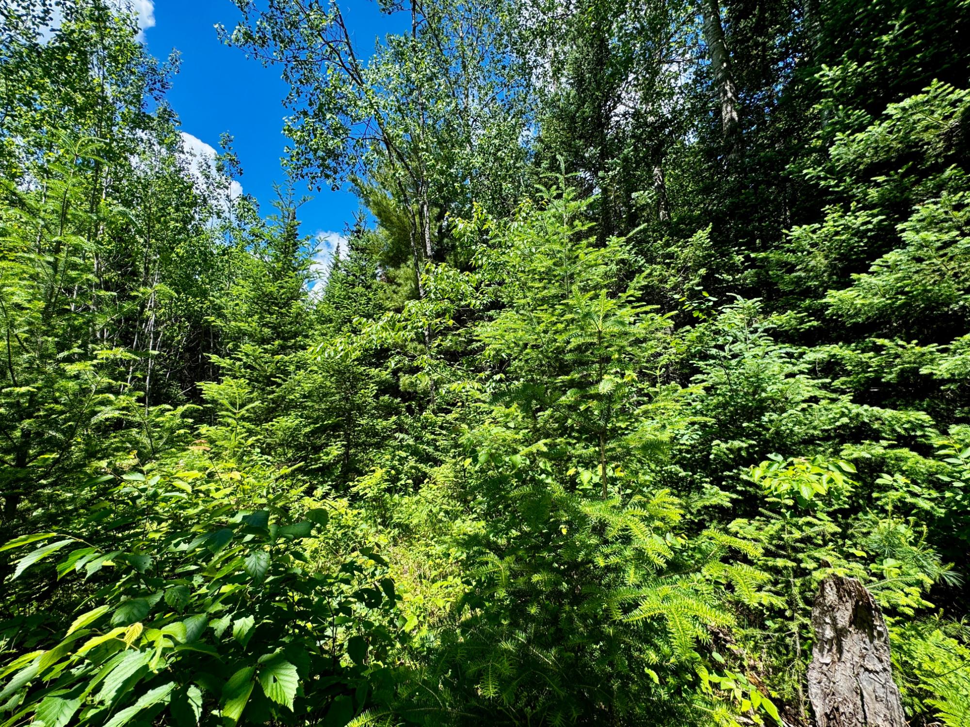 Nine Camp 9 Road Minocqua, WI 54548 - Photo 25 of 37 Gallery Image 25