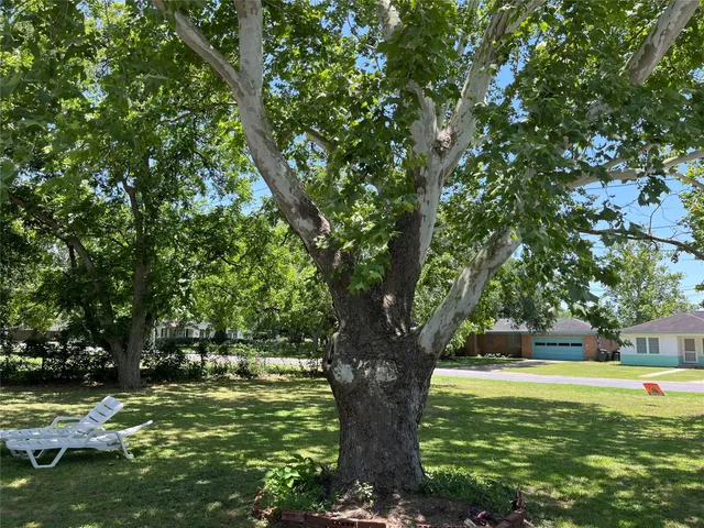 a view of a trees in a yard