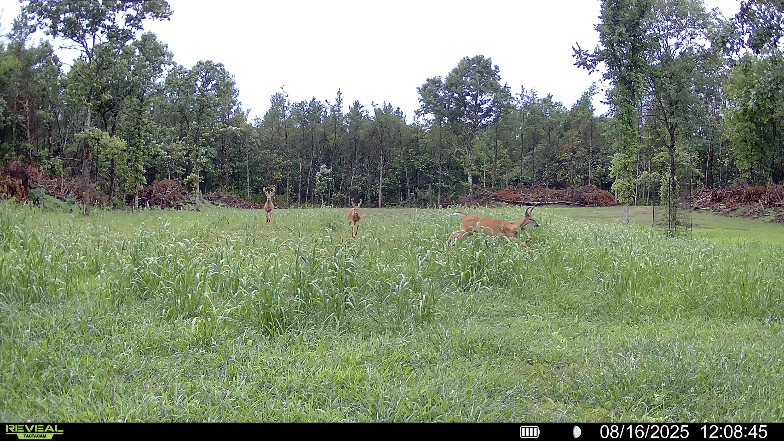 0 Lake Road Melrose, WI 54642 - Photo 14 of 60 2-SYFW01067