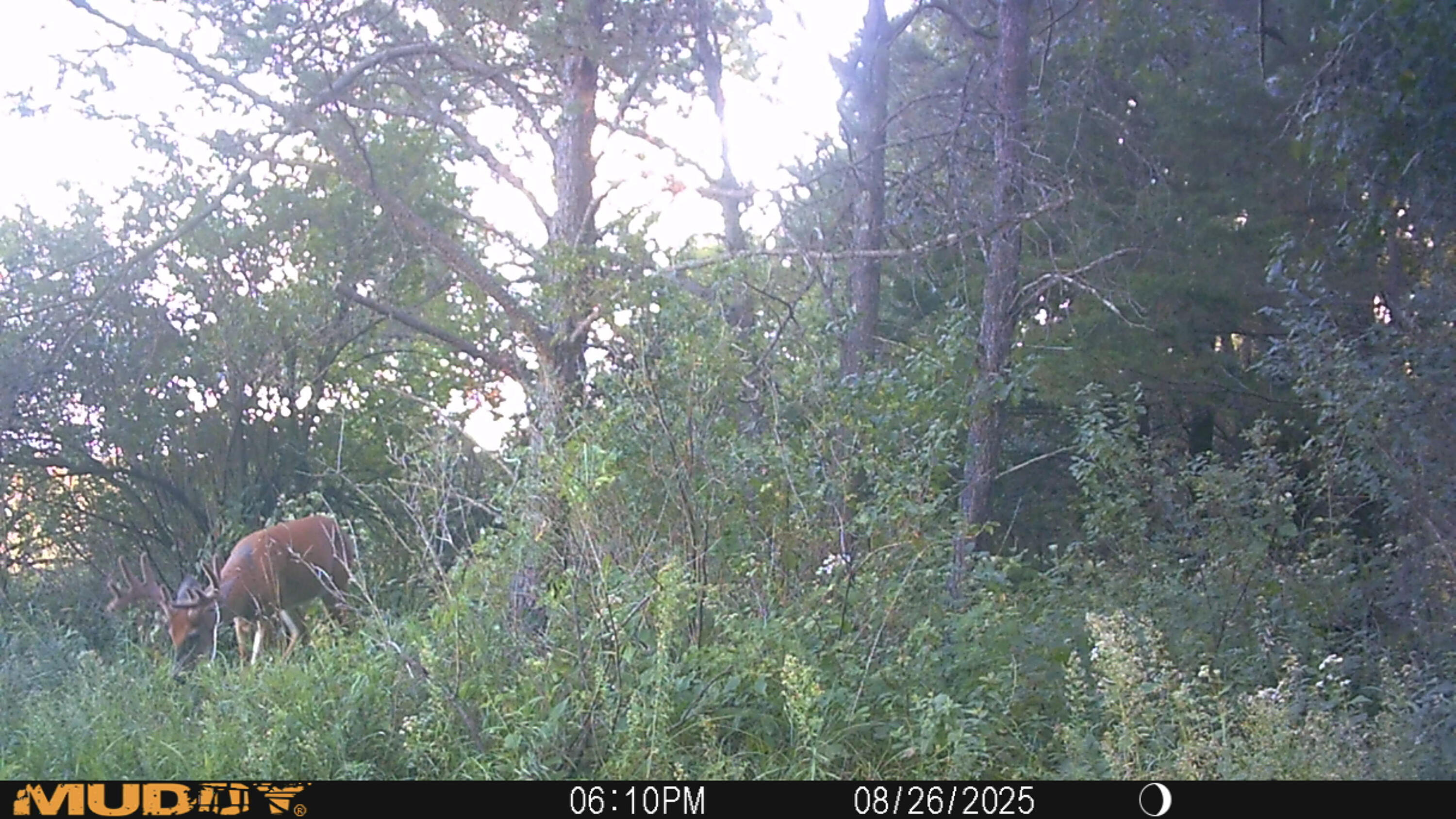 0 Lake Road Melrose, WI 54642 - Photo 16 of 60 14-MUD_1881