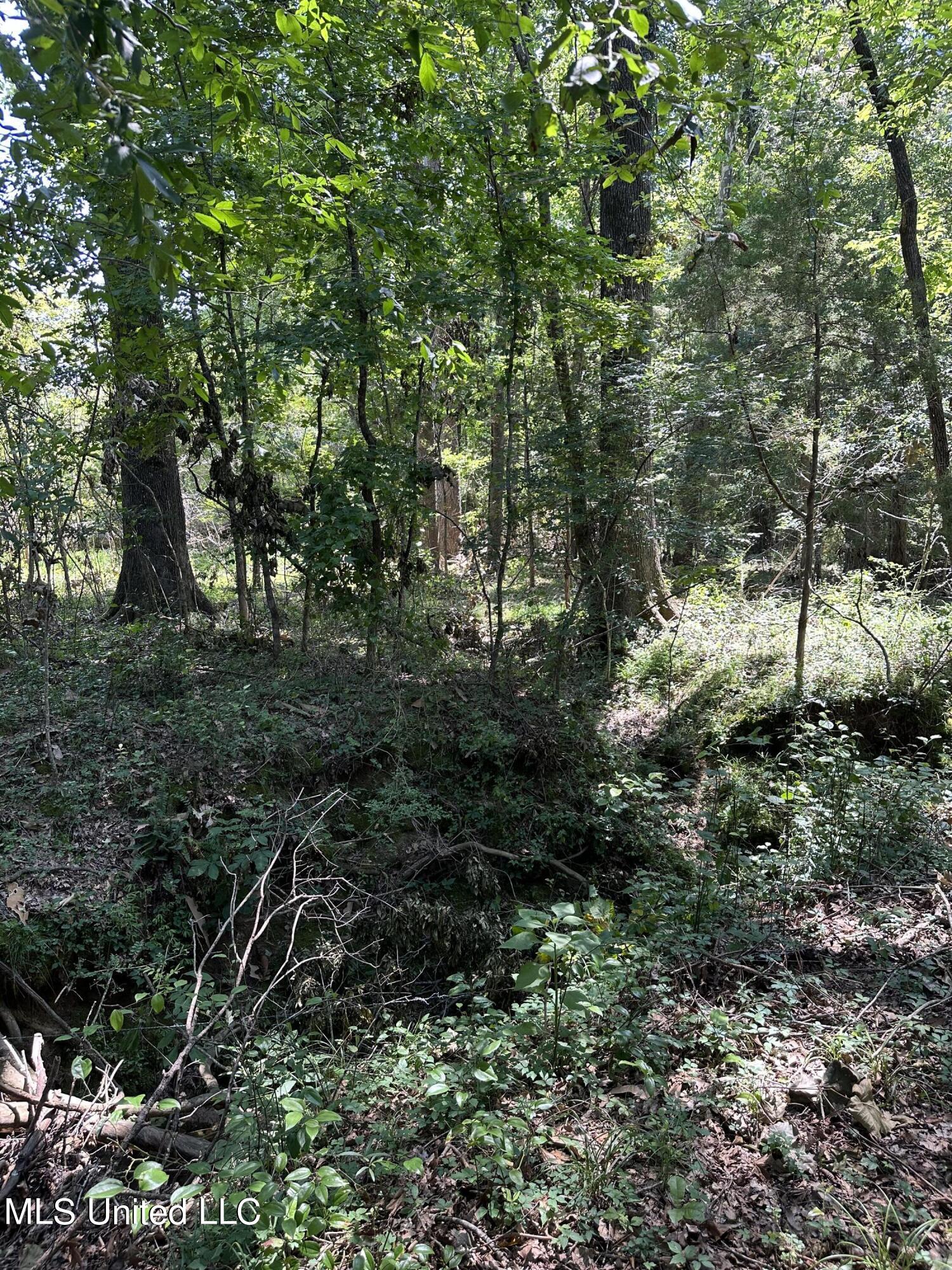 1 Springridge Road Raymond, MS 39154 - Photo 12 of 16 Hardwoods