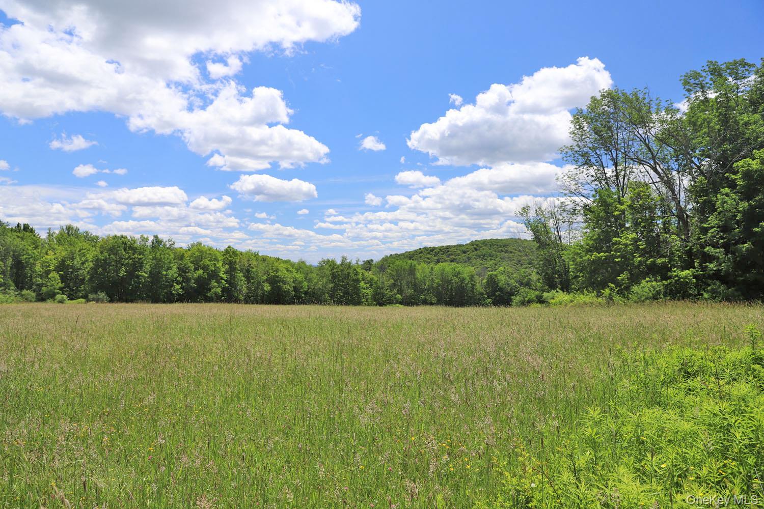 Expansive grassy field framed by a distant treeline and a rolling, tree-covered hill