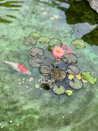 a close view of dining table