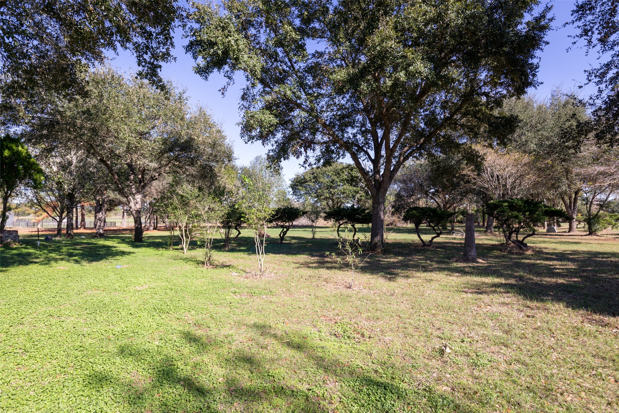 16004 Penick Road Waller, TX 77484 - Photo 40 of 50 a view of a yard with a tree