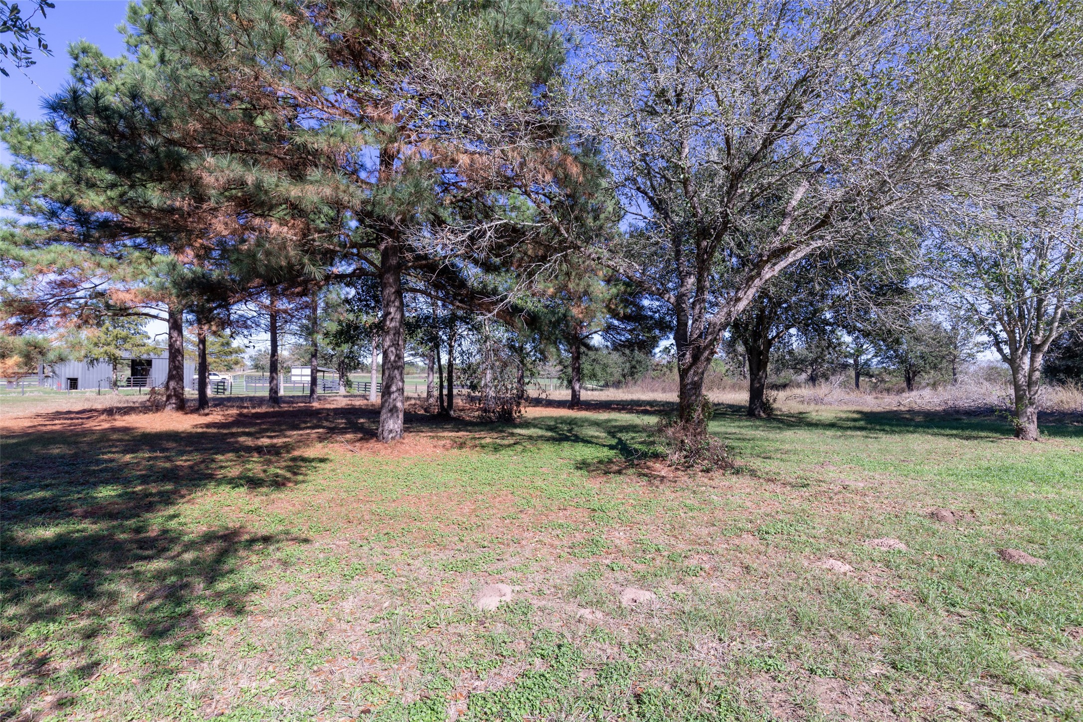 16004 Penick Road Waller, TX 77484 - Photo 42 of 50 a view of a trees in a yard with trees