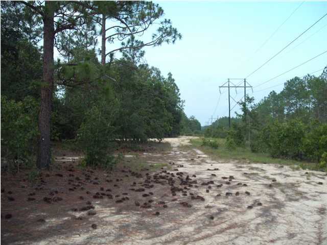 0 Homestead Road Baker, FL 32531 - Photo 7 of 7 a view of a yard with plants and trees