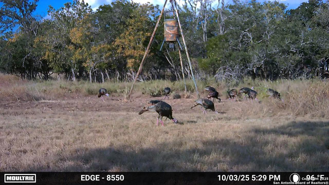 21789 Fm 2093 Harper, TX 78631 - Photo 96 of 98 a backyard of a house with lots of green space