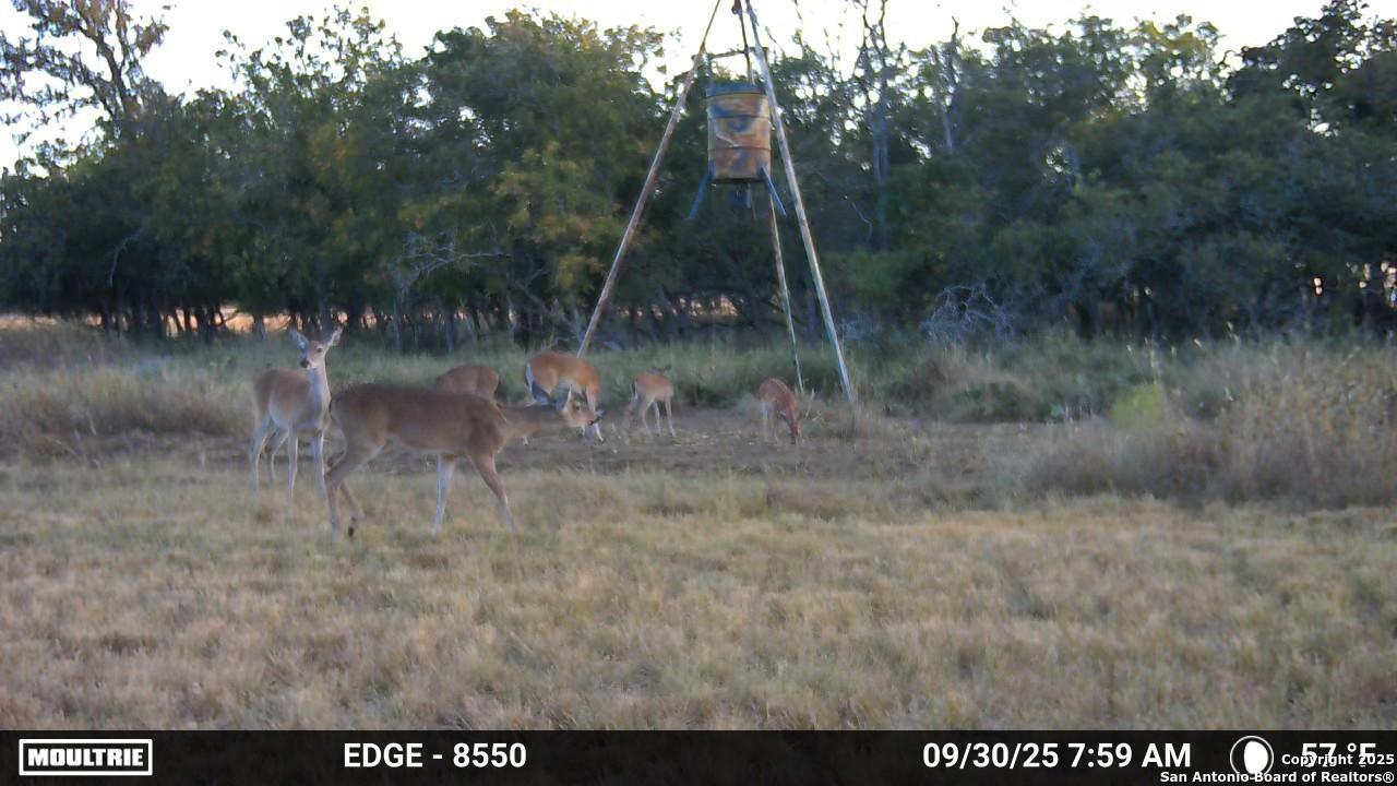 21789 Fm 2093 Harper, TX 78631 - Photo 97 of 98 a view of a back yard of the house