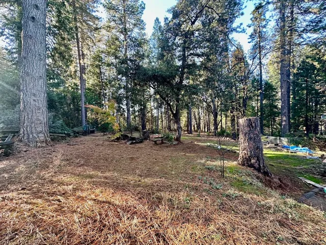 a view of a park with large trees