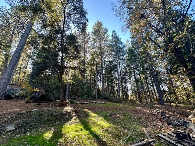 a view of backyard with tree