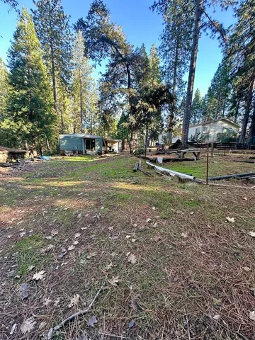 a view of a tree in a yard