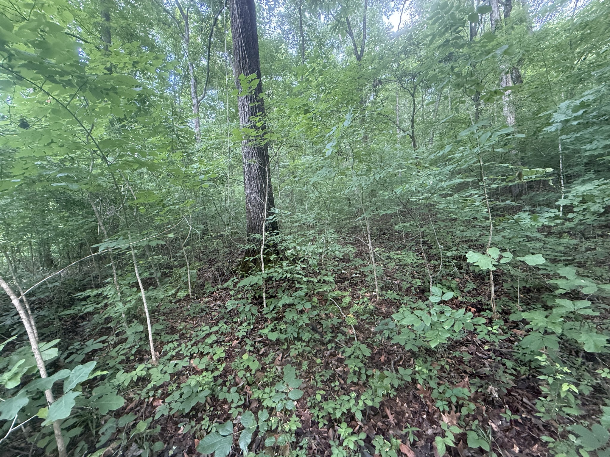 0 Caney Branch Road Stewart, TN 37175 - Photo 4 of 7 a view of a forest with a street