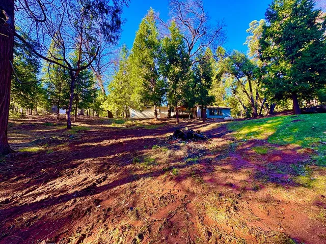 a view of a yard with plants and trees