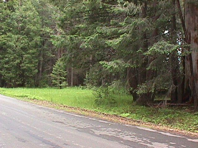 Mountain Meadows Road Shingletown, CA 96088 - Photo 3 of 6 a view of a yard with a tree
