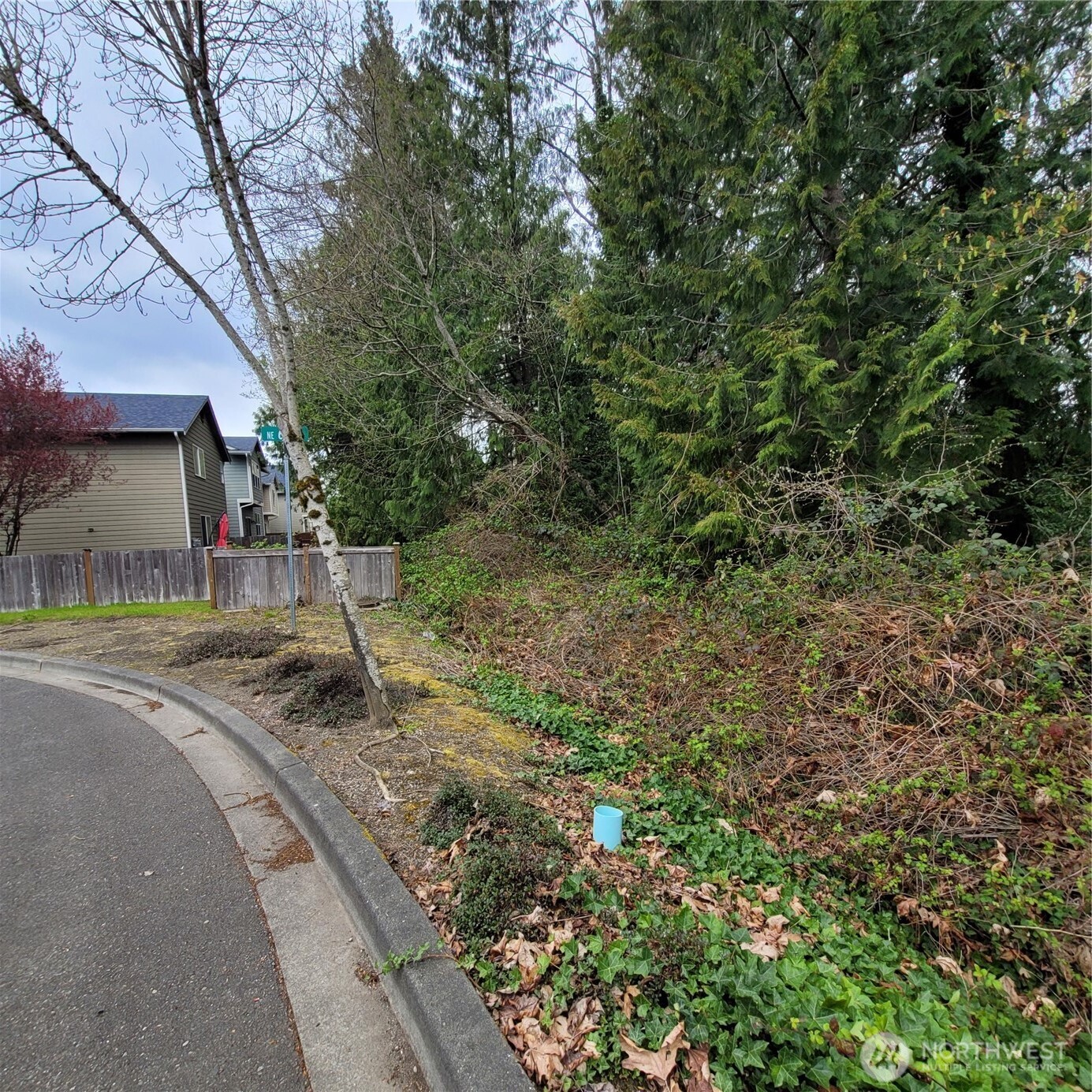 601 Jericho Avenue Northeast Renton, WA 98059 - Photo 4 of 9 a view of a yard with a tree