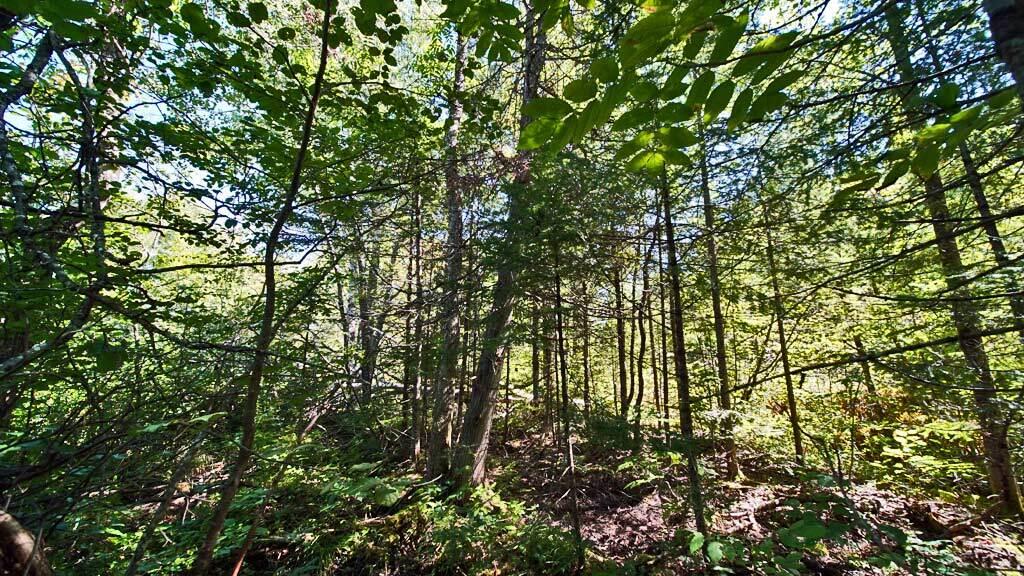 562 Rt 212 Road Merrill, ME 04780 - Photo 26 of 30 wood-land-rt-212