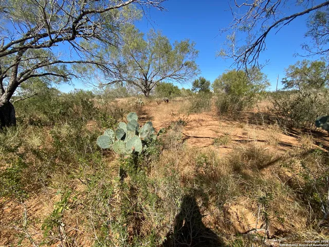 a view of a bunch of trees and bushes
