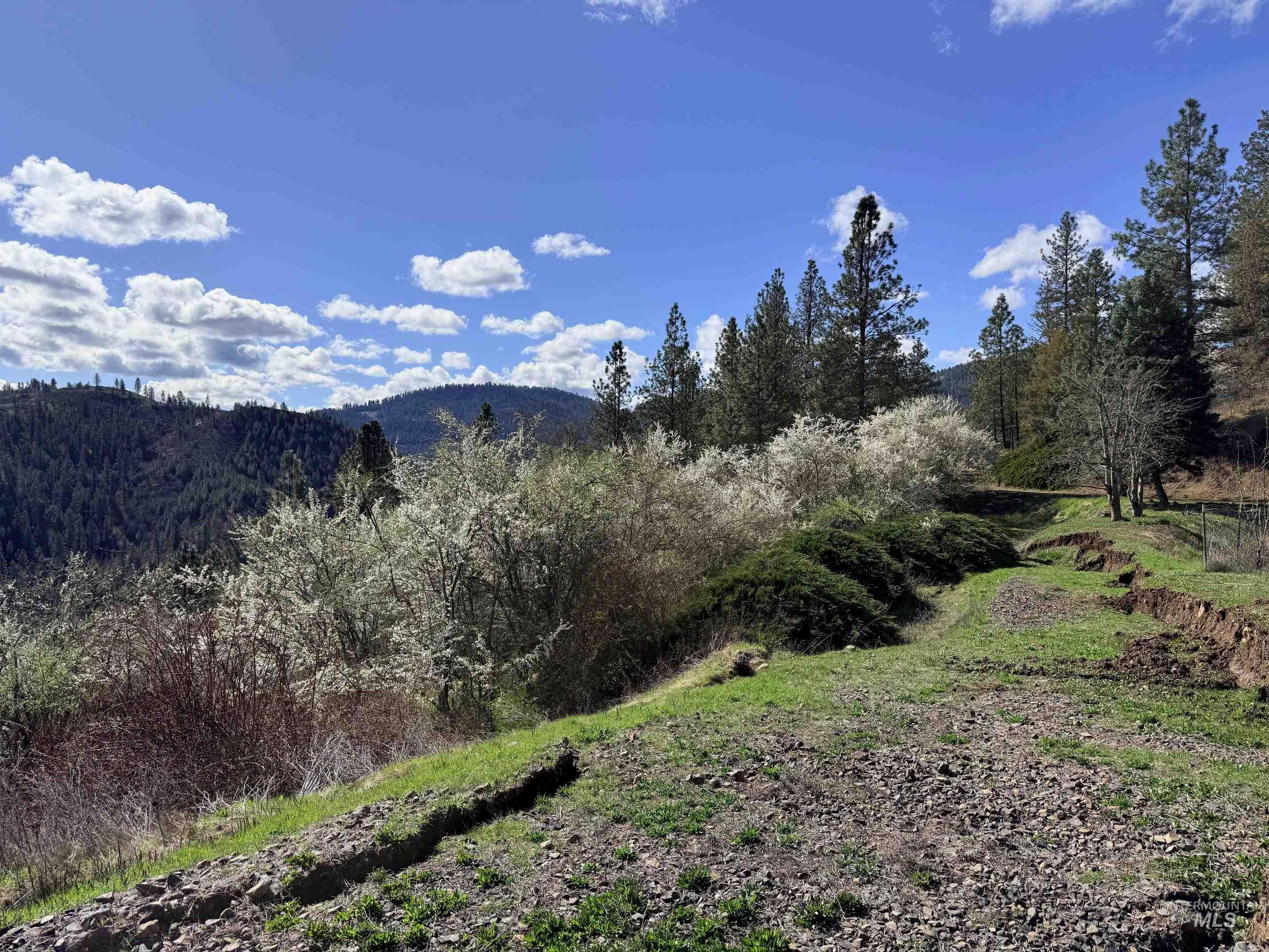 620 Old Peck Grade Lenore, ID 83541 - Photo 38 of 45 Mountain view featuring a forest
