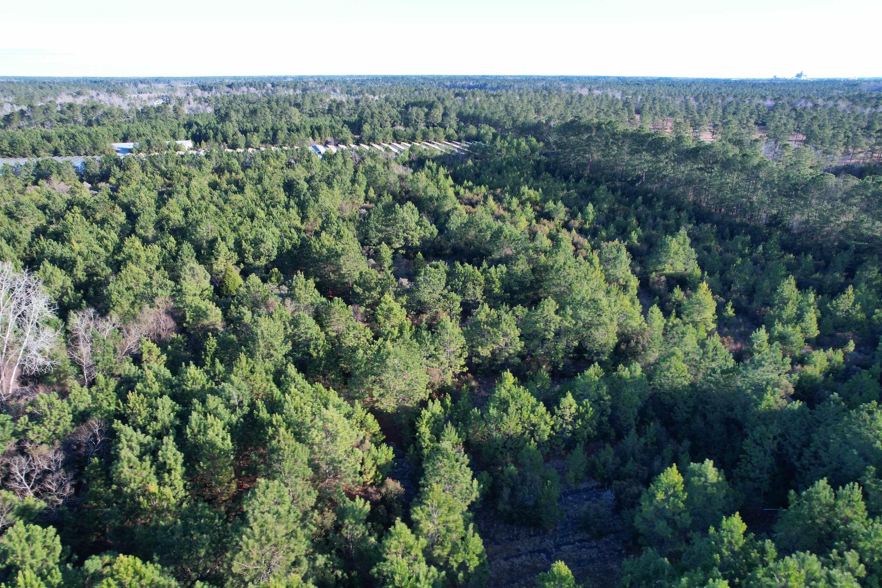 2386 Pennyroyal Road Georgetown, SC 29440 - Photo 16 of 23 Gallery Image 16