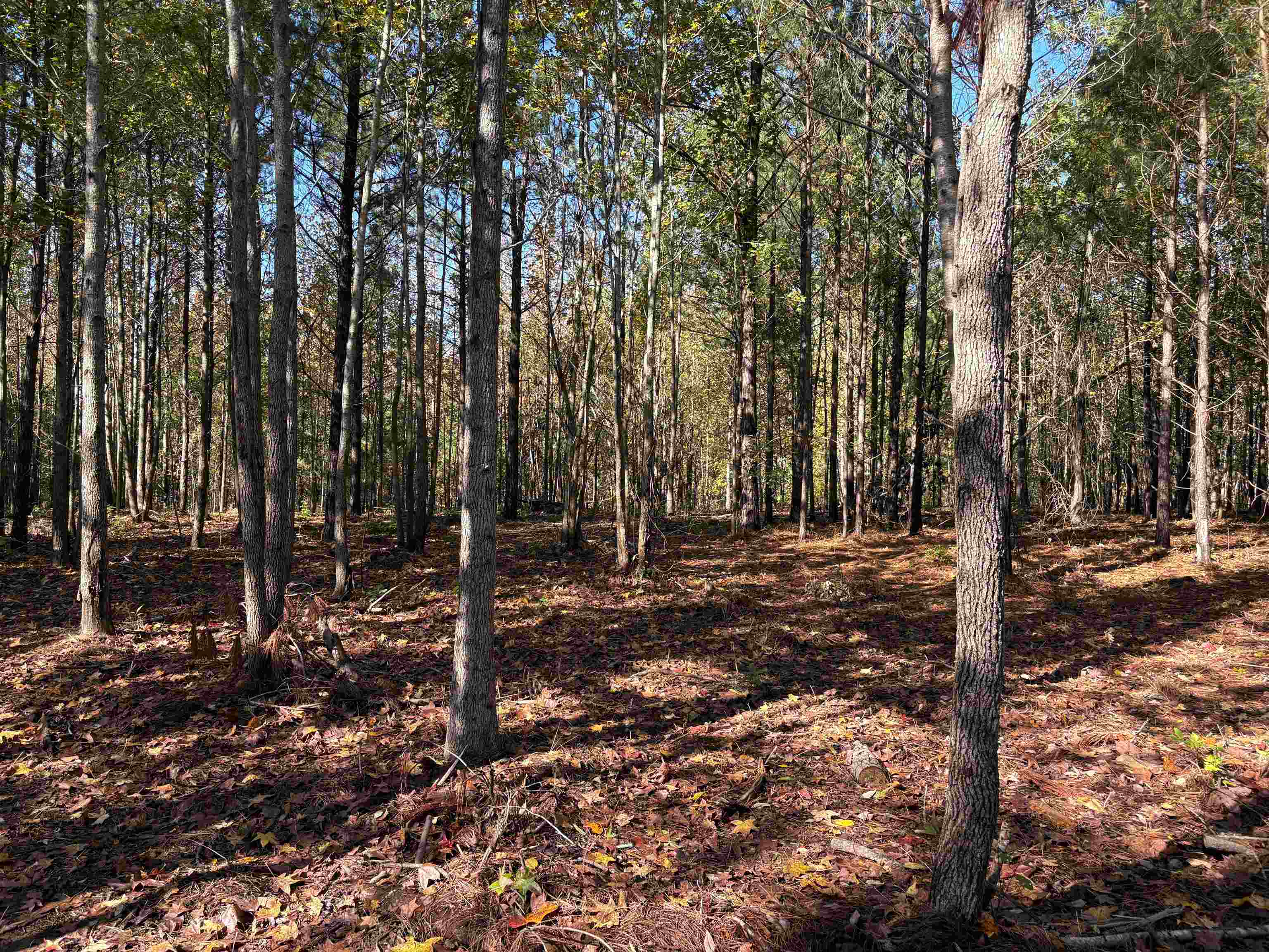 0 Bethuel Road, Unit 13 Millington, TN 38053 - Photo 8 of 15