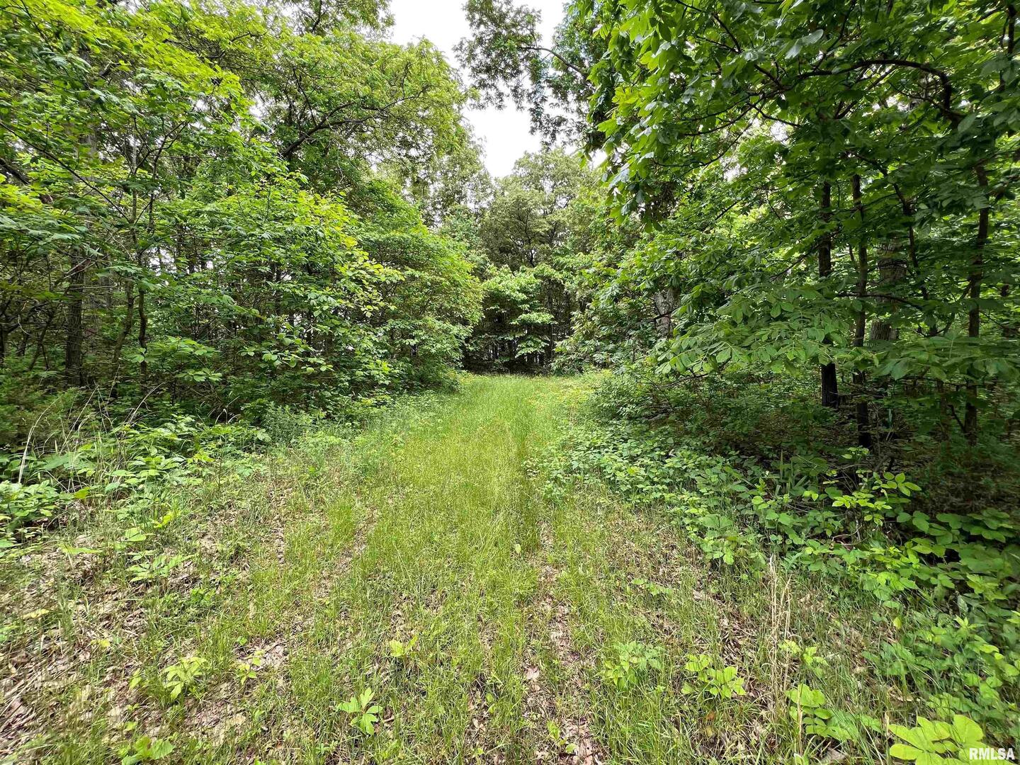 0 North Yale County Road Greenup, IL 62428 - Photo 30 of 43 a view of a lush green forest