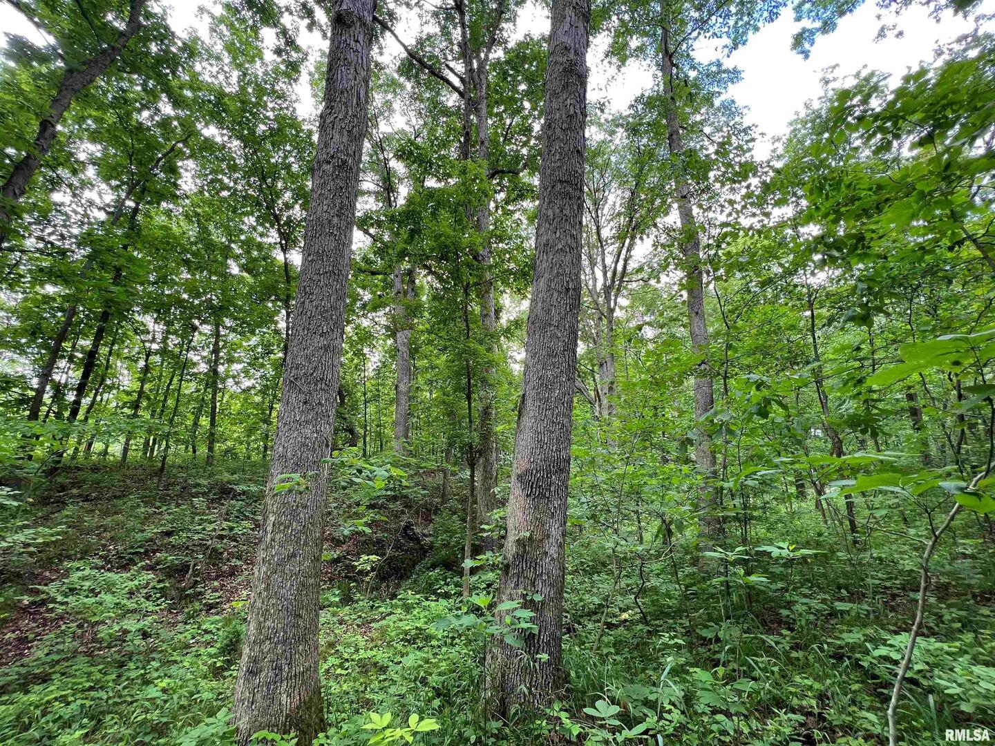 0 North Yale County Road Greenup, IL 62428 - Photo 34 of 43 a view of a lush green forest