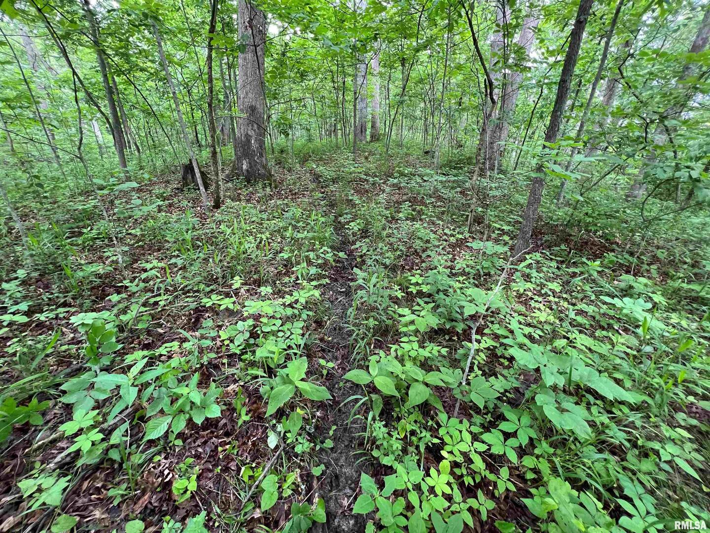 0 North Yale County Road Greenup, IL 62428 - Photo 36 of 43 a view of a lush green forest