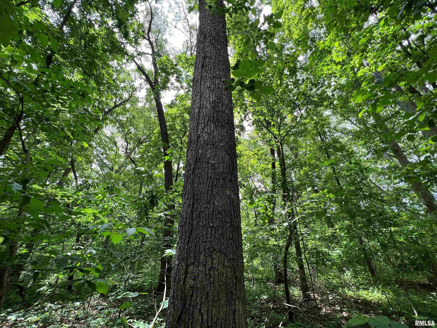 0 North Yale County Road Greenup, IL 62428 - Photo 41 of 43 a close up of a tree in a forest