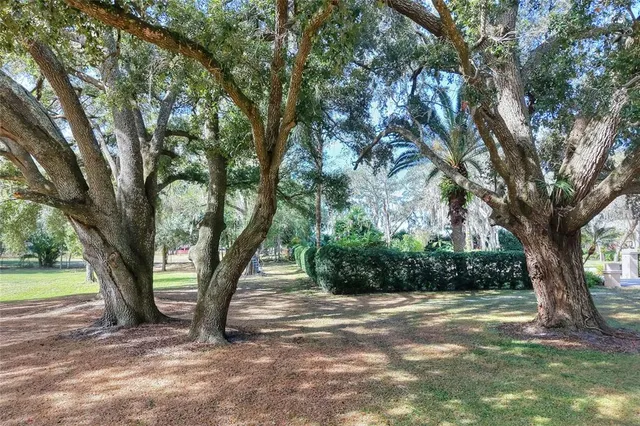 a view of a trees in a yard