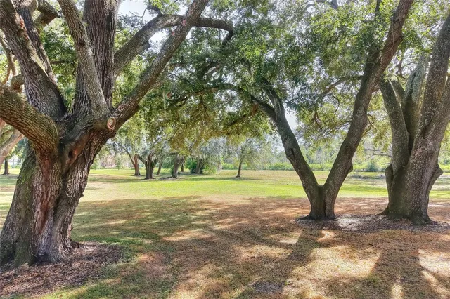 a view of a yard with a tree