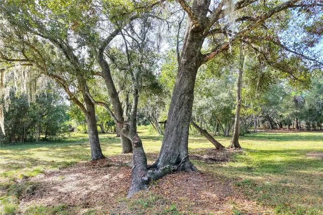 a view of a yard with a tree