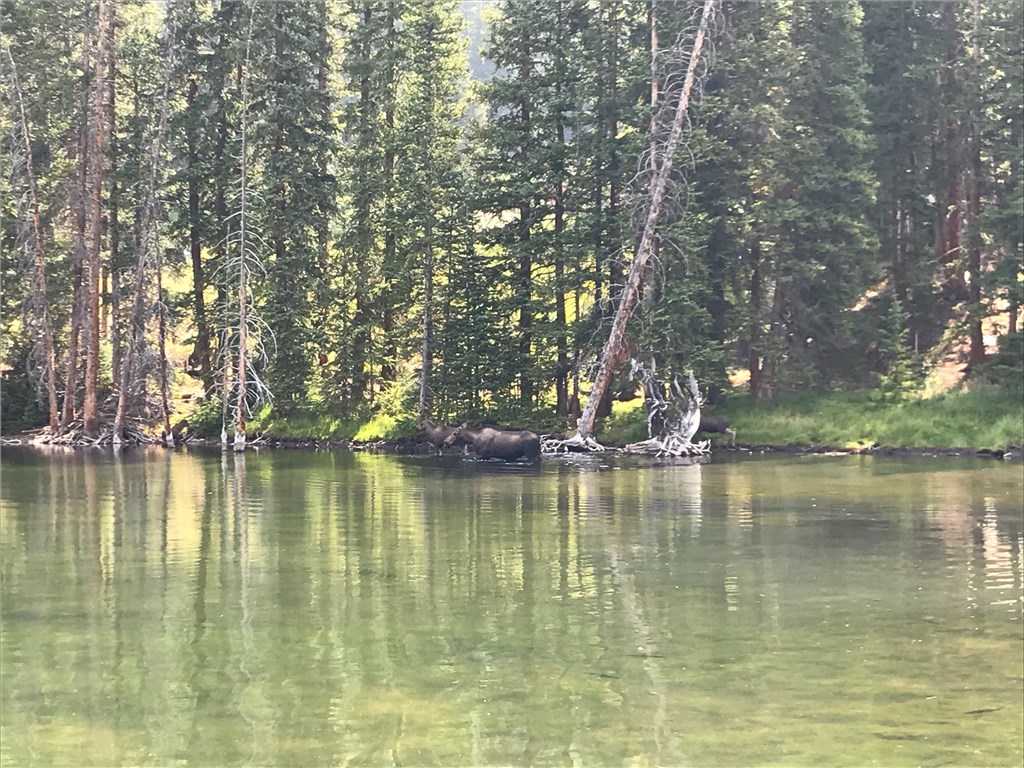 94 Rena Road Breckenridge, CO 80424 - Photo 28 of 28 Mother moose and her two calves enjoying the pond