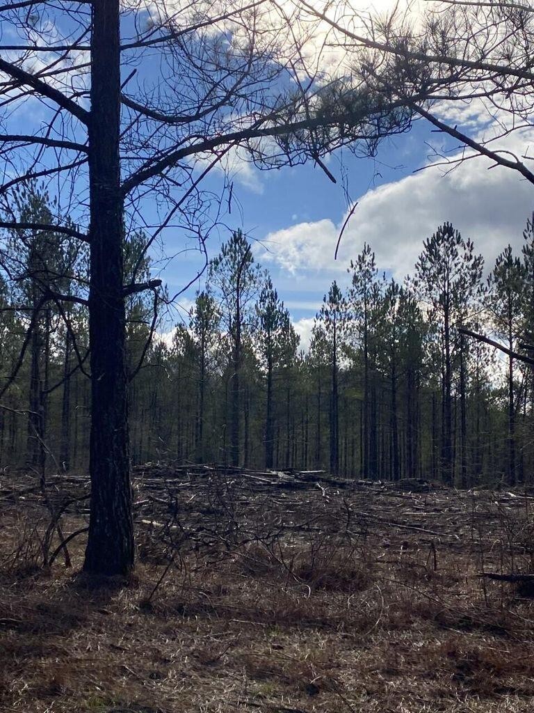 5 Thomas Springs Road Crossville, TN 38572 - Photo 1 of 7 a view of backyard with tree